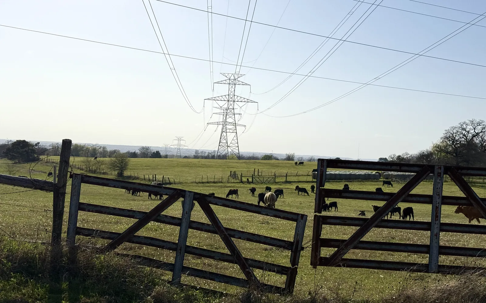 Cattle grazing in a fenced pasture beneath high-voltage power lines in East Texas